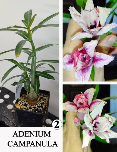 Adenium campanula rosa - campanula, di