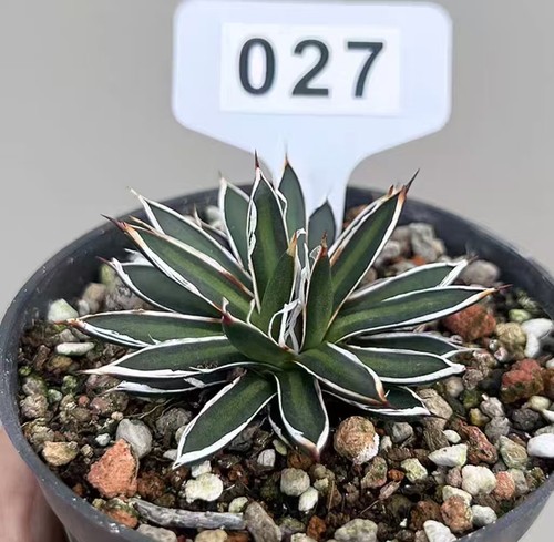 Vendita rara pianta cactus - vendita,