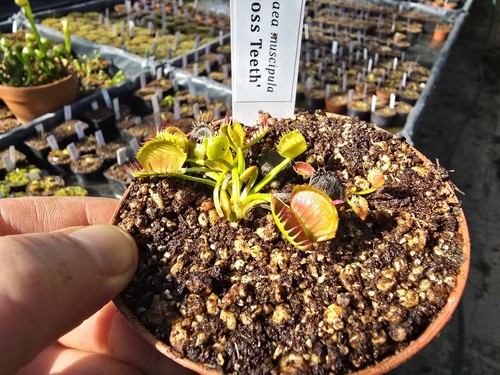 Dionaea muscipula cross - dionaea, 'cross