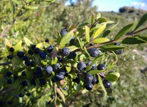 Bacche mirto selvatico - bacche,