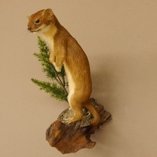 Ermellino Donnola Estate