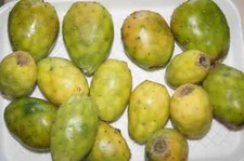 TALEA / CUTTING Opuntia