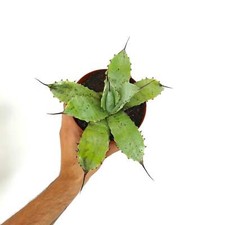 Agave parryi VERDE X Agave ovatifolia (con spine laterali nere) - NO VARIEGATE
