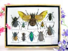 Pezzo unico - Veri insetti