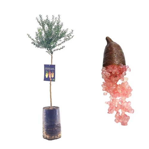 Pianta finger lime caviale - pianta, di