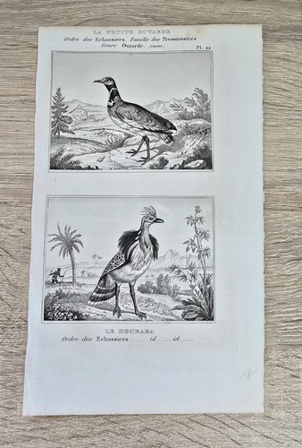 Buffon histoire naturelle - histoire, 1853