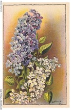 AUWP3-0233-FIORI - Mazzo Di