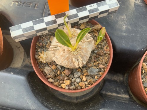 354 pachypodium brevicaule - pachypodium,