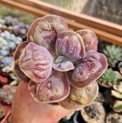 Echeveria lilac frost - lilac,