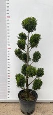 Pianta cupressocyparis - di,