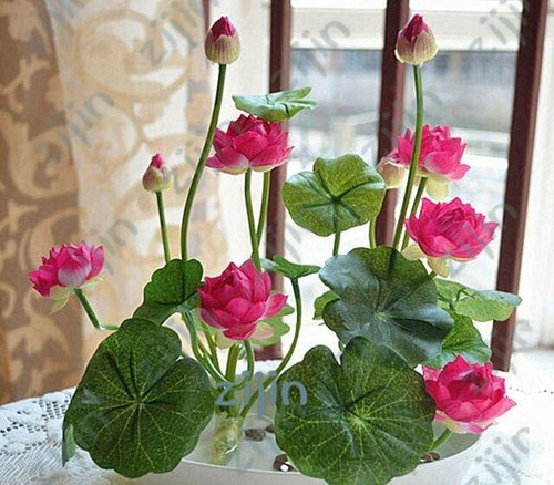 Graines fleur lotus - 10,