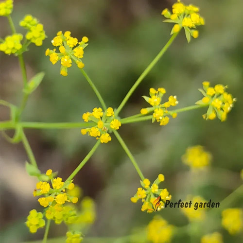 200 semi bupleurum chinense - semi,
