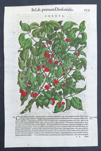 Stampa antica 1565 - , pietro