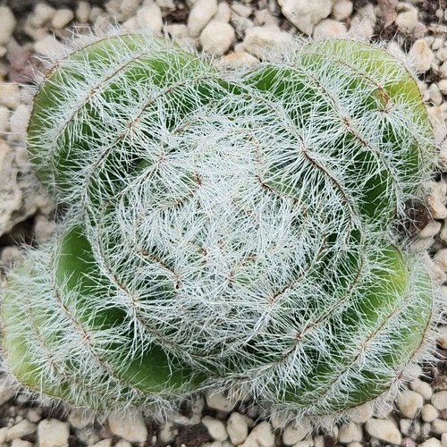 Crassula barbata sud - barbata, (karoo)