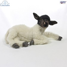 Hansa Suffolk Pecora, Agnello