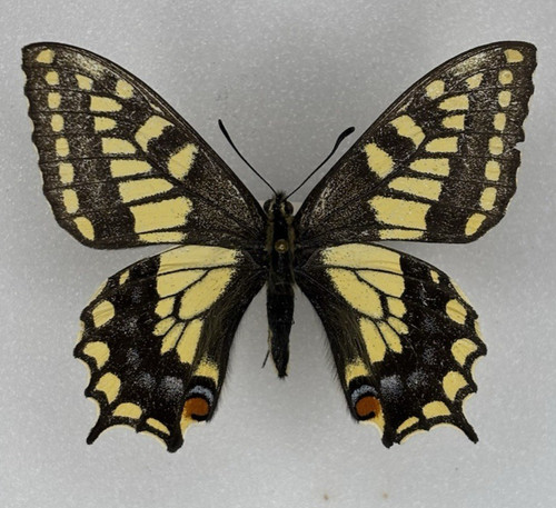 Entomology papilio machaon - entomology,