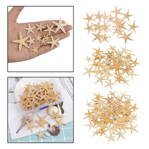 Stelle marine naturali - ,