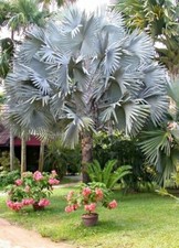 5 Semillas Palmera de Bismarck