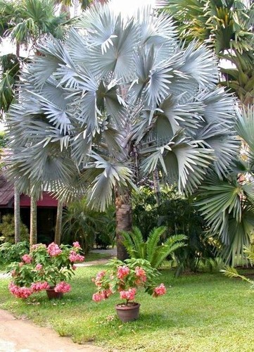 500 semillas palmera - semillas,