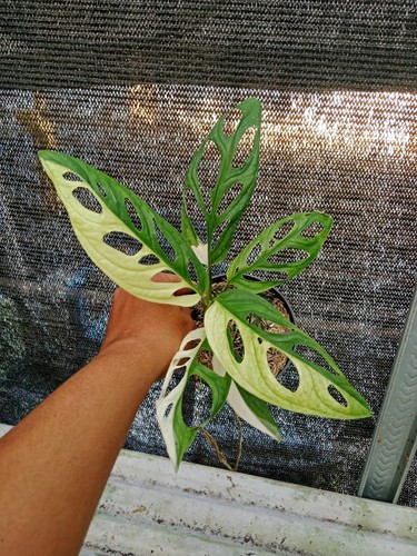 Monstera adansonii variegata - monstera,
