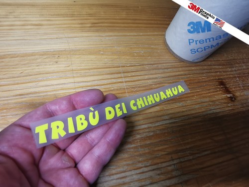 Tribu chihuahua valentino - tribu,