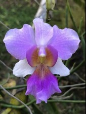 Orchid Plants Vanda teret Miss