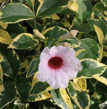 Pandorea jasminoide variegata