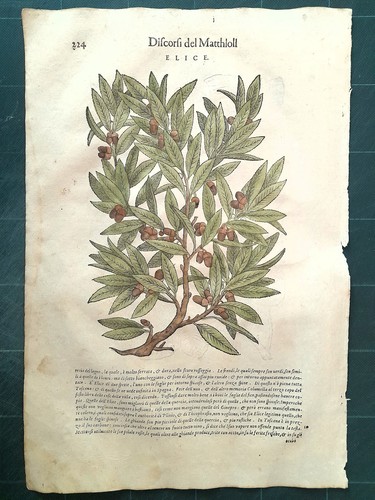 Mattioli matthioli erbario - mattioli,