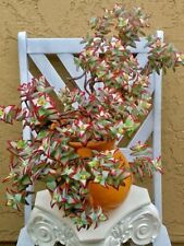 Sale2129 Crassula rupestris