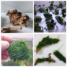 Decorazione acquario set di 4 - pianta muschio pietra radice Javamoos Anubia PREZZO STRACCIATO