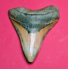 Excellent Carcharodon