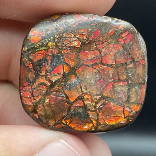 Bellissima ammolite canadese - bellissima,