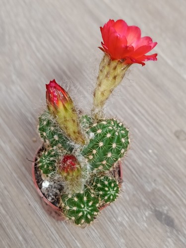 Chamaecereus flor roja - chamaecereus,