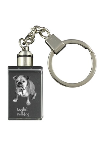 Bulldog inglese - bulldog,