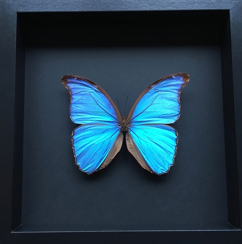 Vera farfalla morpho didius - farfalla,