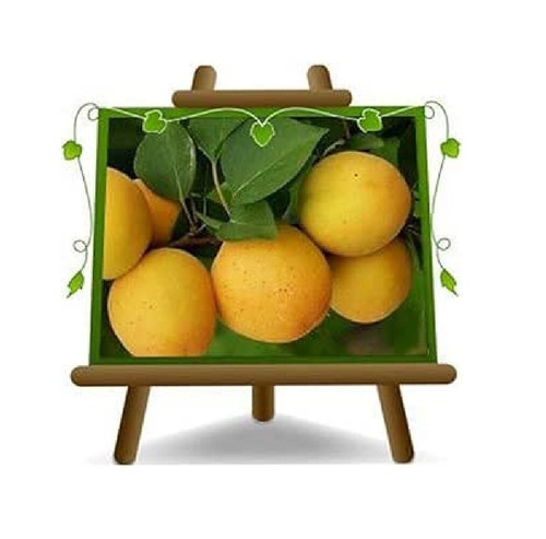 Albicocco ninfa vaso 26 - da,