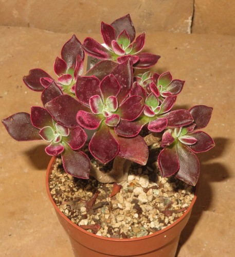 Echeveria pulvinata - , cv
