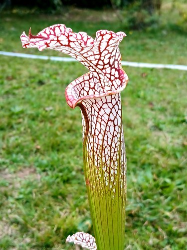 Sarracenia leucophylla yellow - sarracenia,