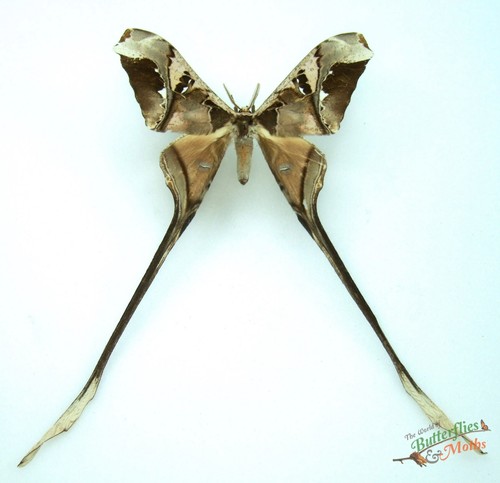 Copiopteryx semiramis long - copiopteryx,