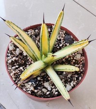 Rare Plant Agave macroacantha