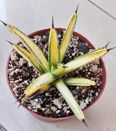 Rare plant agave macroacantha - agave,