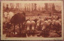 RUGGERO R. PANERAI - SERA FP