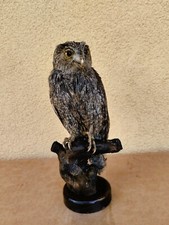 Trofeo caccia esemplare piccola civetta tassidermia taxidermy bird uccello