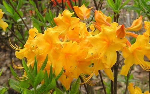 Appalachian gold aromi azalea - appalachian, gold~aromi