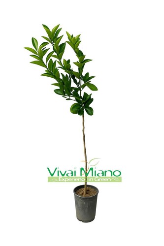 Pianta arancio moro - moro, o