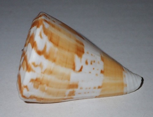 Great conus trigonus - conus,