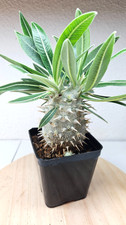 Pachypodium horombense sp