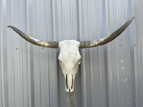 Teschio manzo longhorn 3 - di,