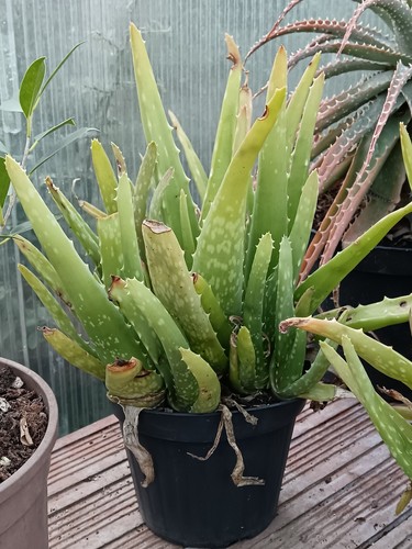 Pianta grassa aloe - aloe, vera