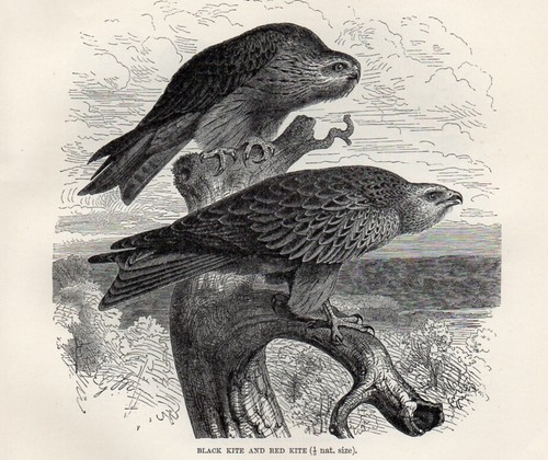 1894 nibbio uccelli - uccelli, rapaci